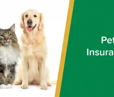 pet insurance