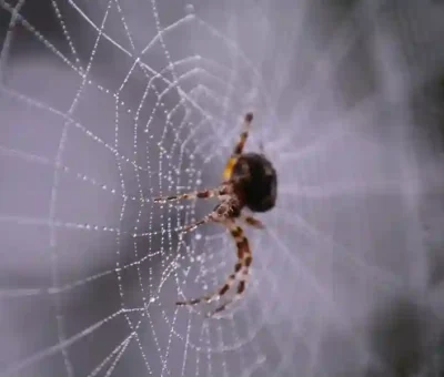 What Keeps Spiders Away