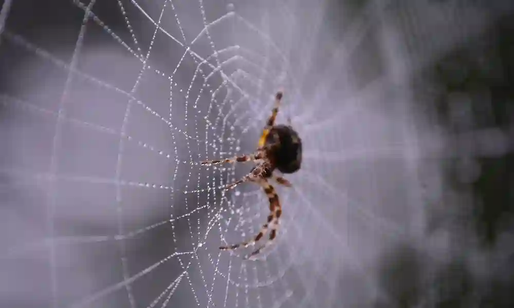 What Keeps Spiders Away